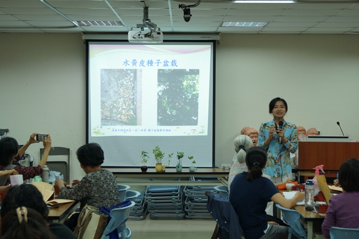 介紹水黃皮種子盆栽